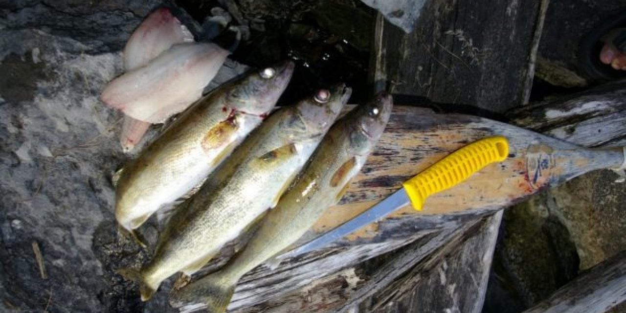 U.S. Walleye Poacher Given Fine and License Suspension for Fishery Abuse in Canada