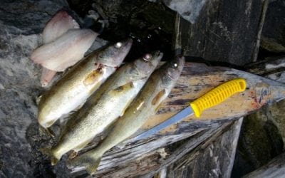 U.S. Walleye Poacher Given Fine and License Suspension for Fishery Abuse in Canada