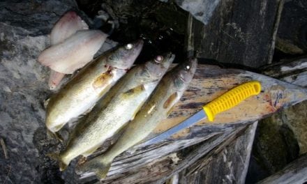 U.S. Walleye Poacher Given Fine and License Suspension for Fishery Abuse in Canada