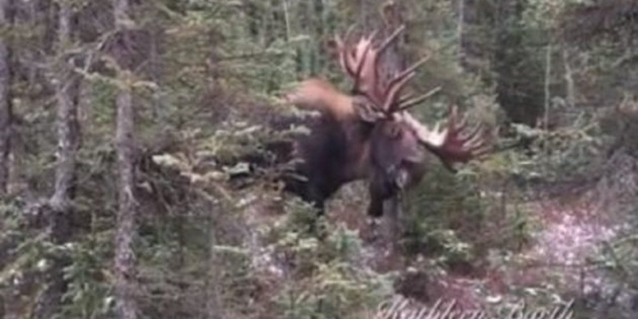 Unbelievable Footage Shows Brute of a Bull Moose