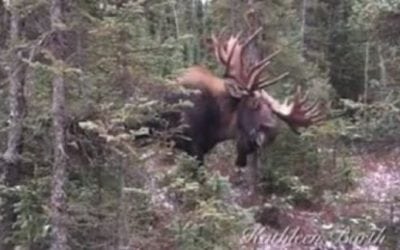 Unbelievable Footage Shows Brute of a Bull Moose
