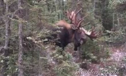 Unbelievable Footage Shows Brute of a Bull Moose