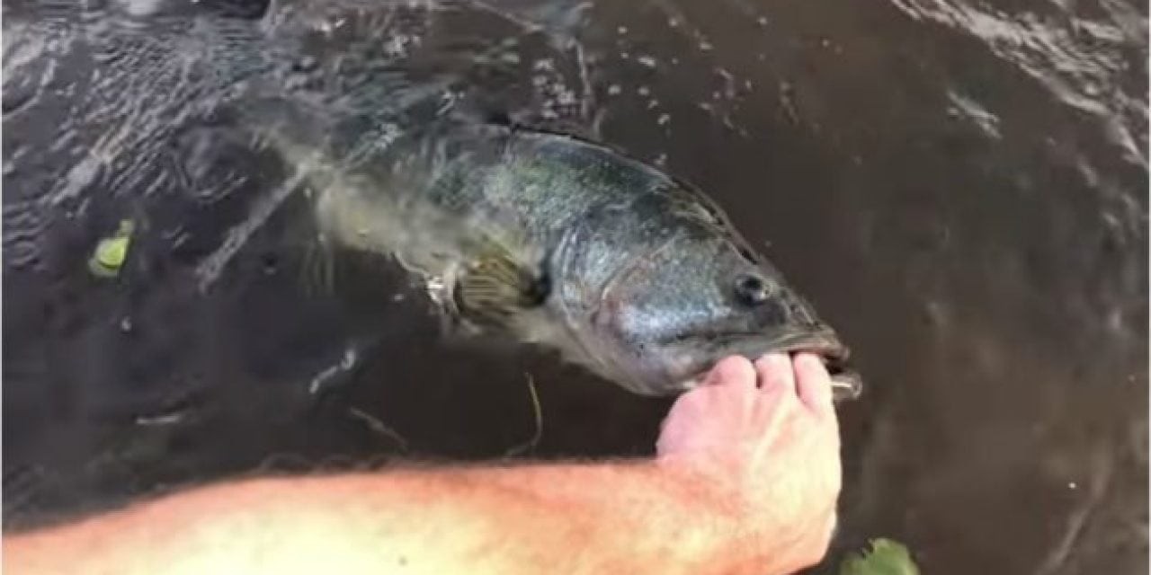 Video: Bass Refuses to Let Go of This Guy’s Hand