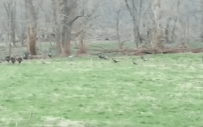 Video: Fire Engine Gets a Group of Gobblers Fired Up