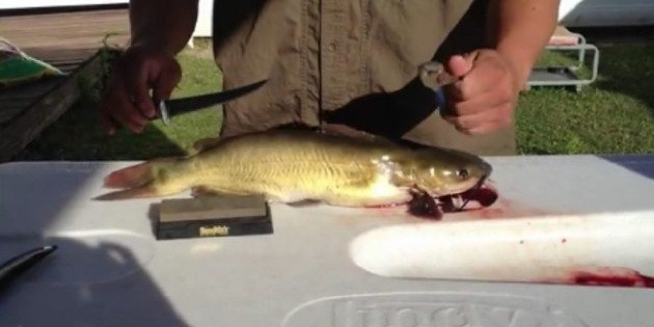 Video: Here’s the Easy Way to Clean a Catfish