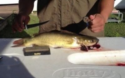Video: Here’s the Easy Way to Clean a Catfish