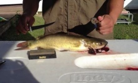 Video: Here’s the Easy Way to Clean a Catfish