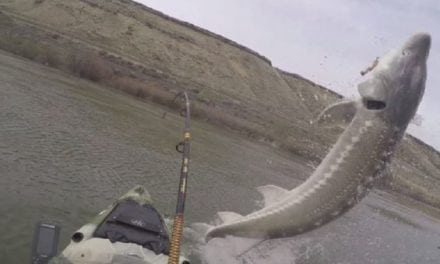 Video: High-Flying Sturgeon Puts on Spectacular Show for Idaho Kayakers