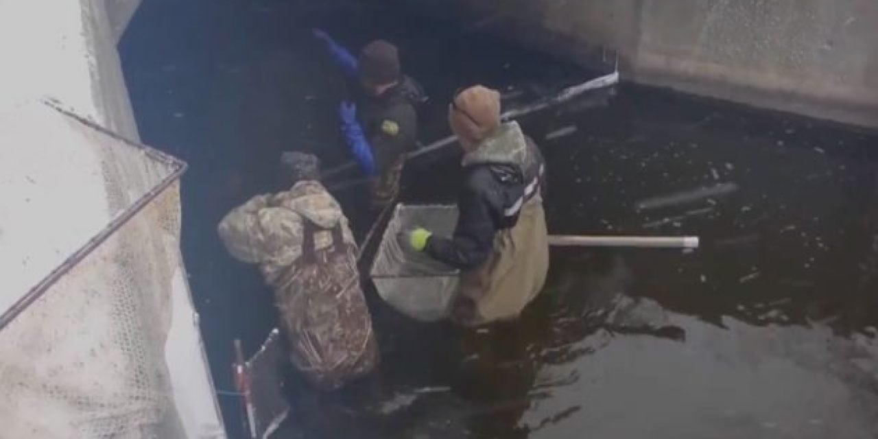 Video: Iowa DNR is Now Netting Pike for Hatchery Use
