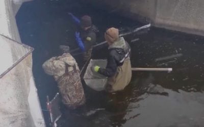 Video: Iowa DNR is Now Netting Pike for Hatchery Use