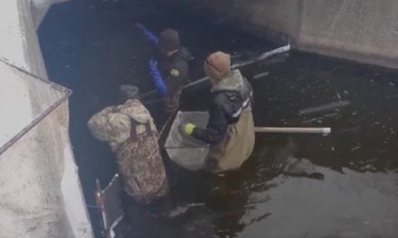 Video: Iowa DNR is Now Netting Pike for Hatchery Use