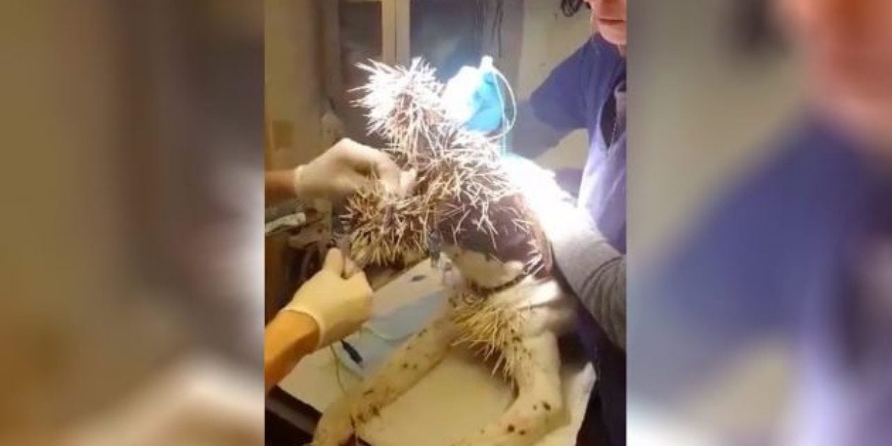 Video: Sedated Dog Getting Porcupine Quills Removed Is a Reminder of Just How Dangerous They Are