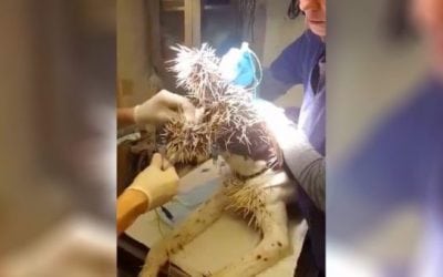 Video: Sedated Dog Getting Porcupine Quills Removed Is a Reminder of Just How Dangerous They Are