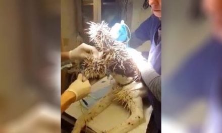 Video: Sedated Dog Getting Porcupine Quills Removed Is a Reminder of Just How Dangerous They Are