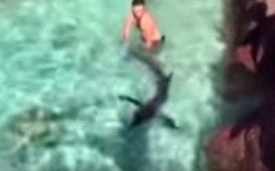 Video: So What Do You Do with a Marlin After You Grab It by the Tail?