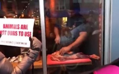Video: Toronto Chef Butchers Deer Leg in Front of Animal Rights Activists