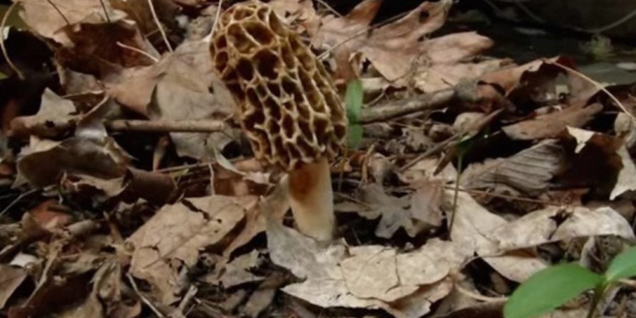 Watch the Life Cycle of a Morel Mushroom Flash Before Your Eyes