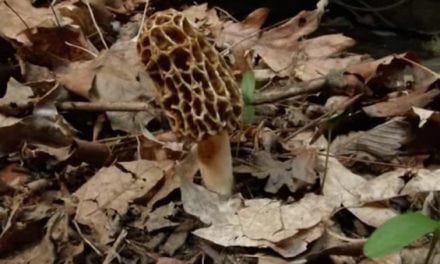 Watch the Life Cycle of a Morel Mushroom Flash Before Your Eyes