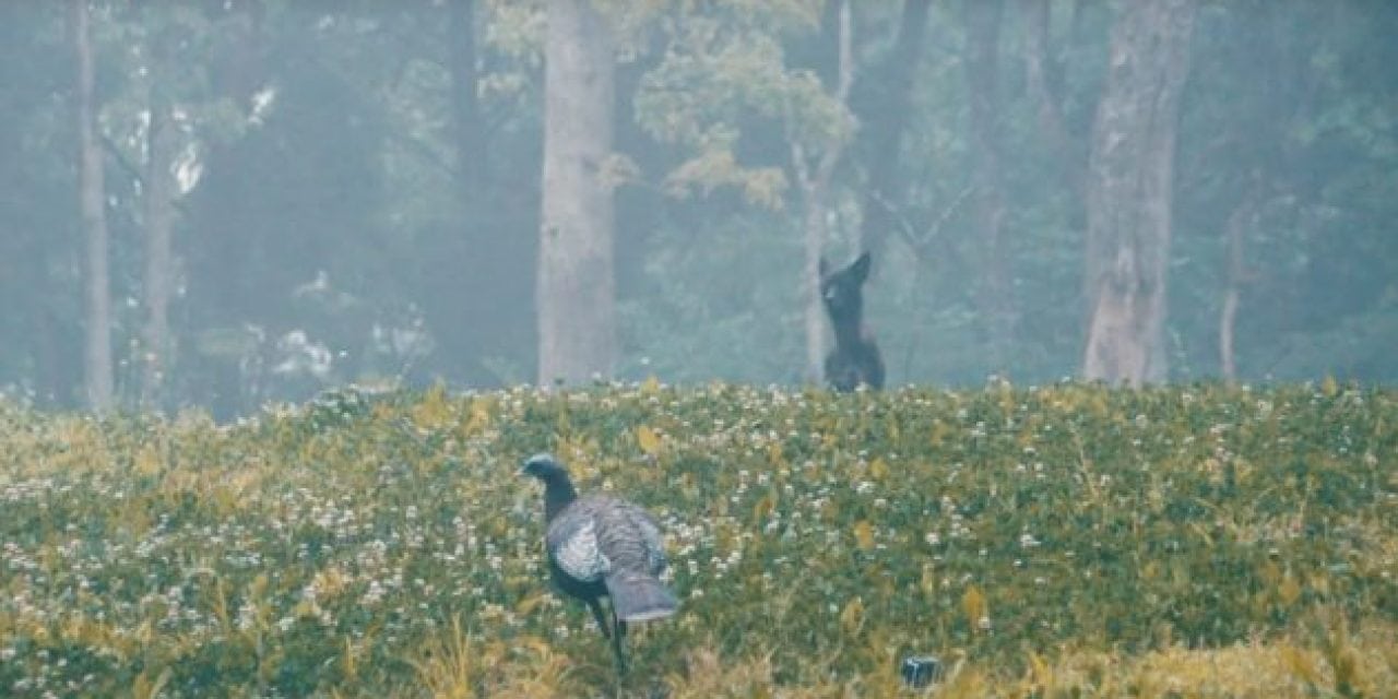 What Would You Do If a Coyote Interrupted Your Turkey Hunt?