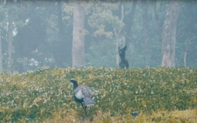 What Would You Do If a Coyote Interrupted Your Turkey Hunt?