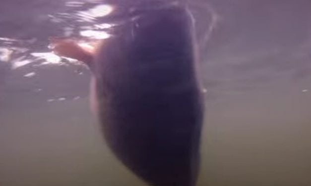 Winter fishing tips for BIG CARP (Video)