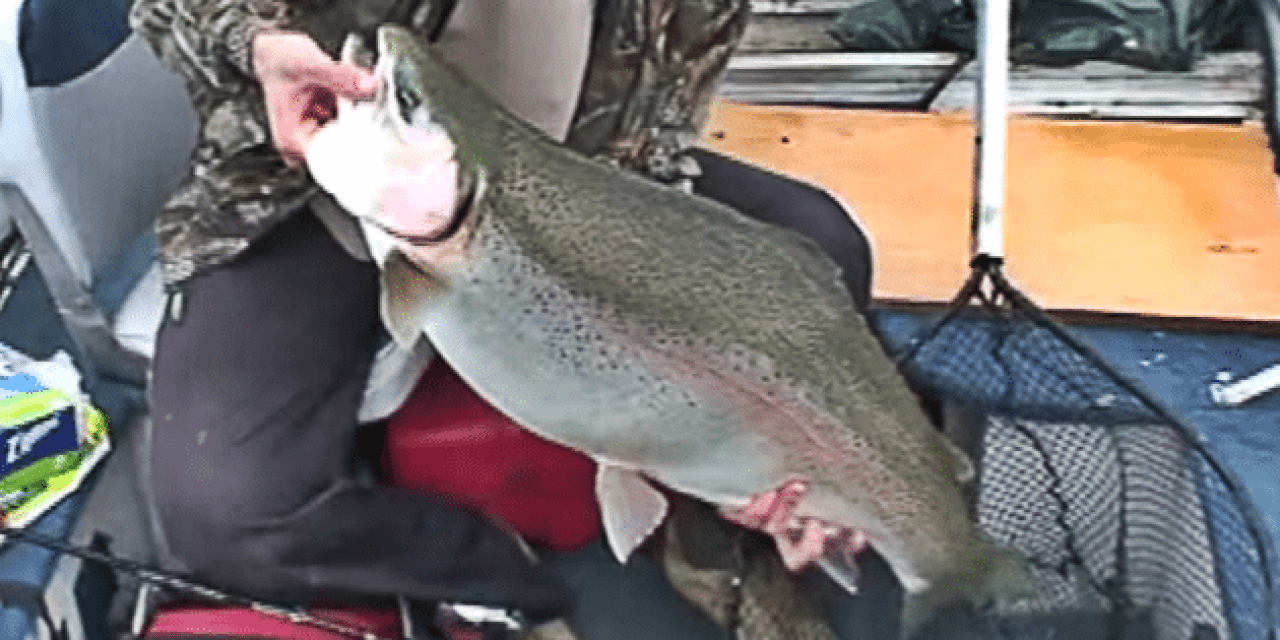 World-Record 37-Pound Rainbow Trout Caught on Film