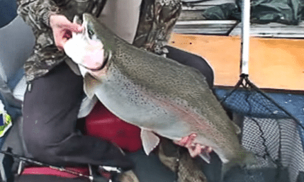 World-Record 37-Pound Rainbow Trout Caught on Film