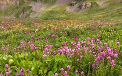 Year-Round Photo Thoughts