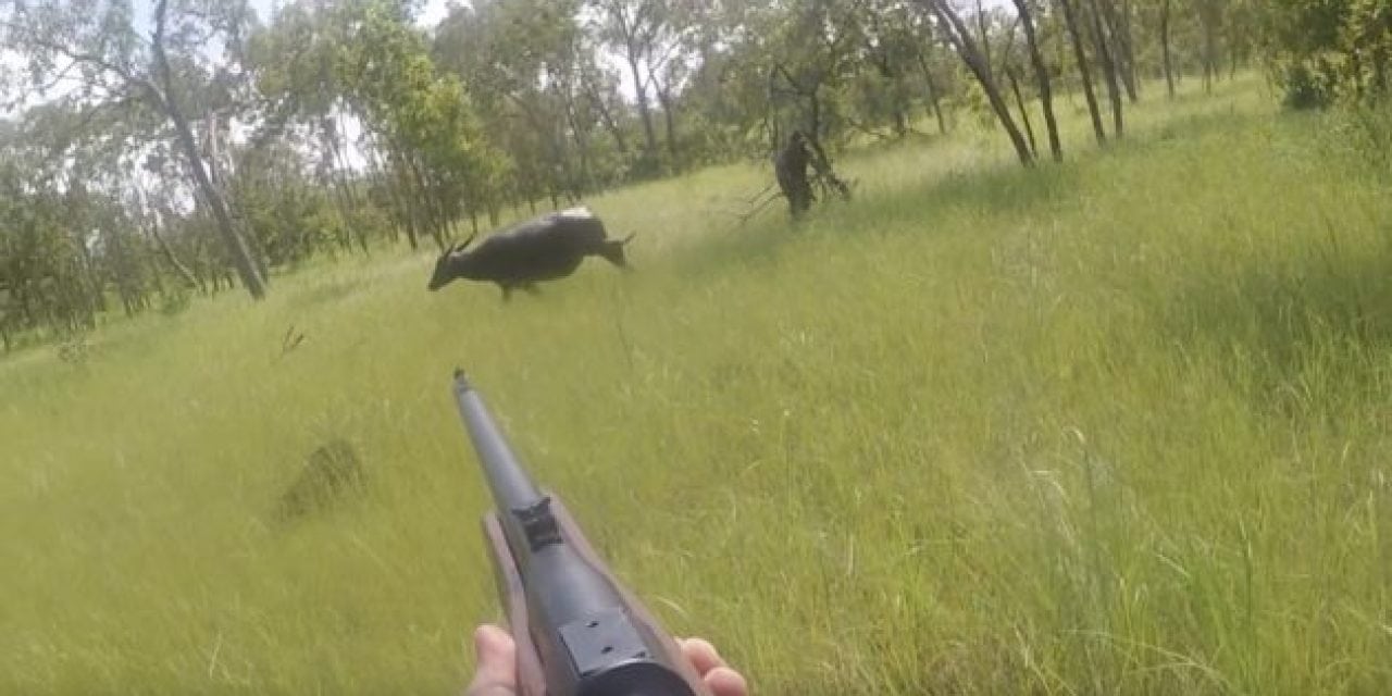 You Need to See This Intense Water Buffalo Charge in Australia