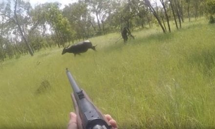 You Need to See This Intense Water Buffalo Charge in Australia
