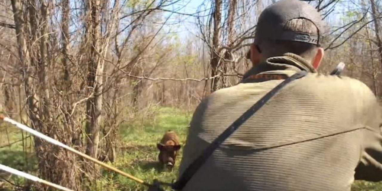 You Won’t Believe How This Traditional Archery Hog Hunt in Arkansas Ends