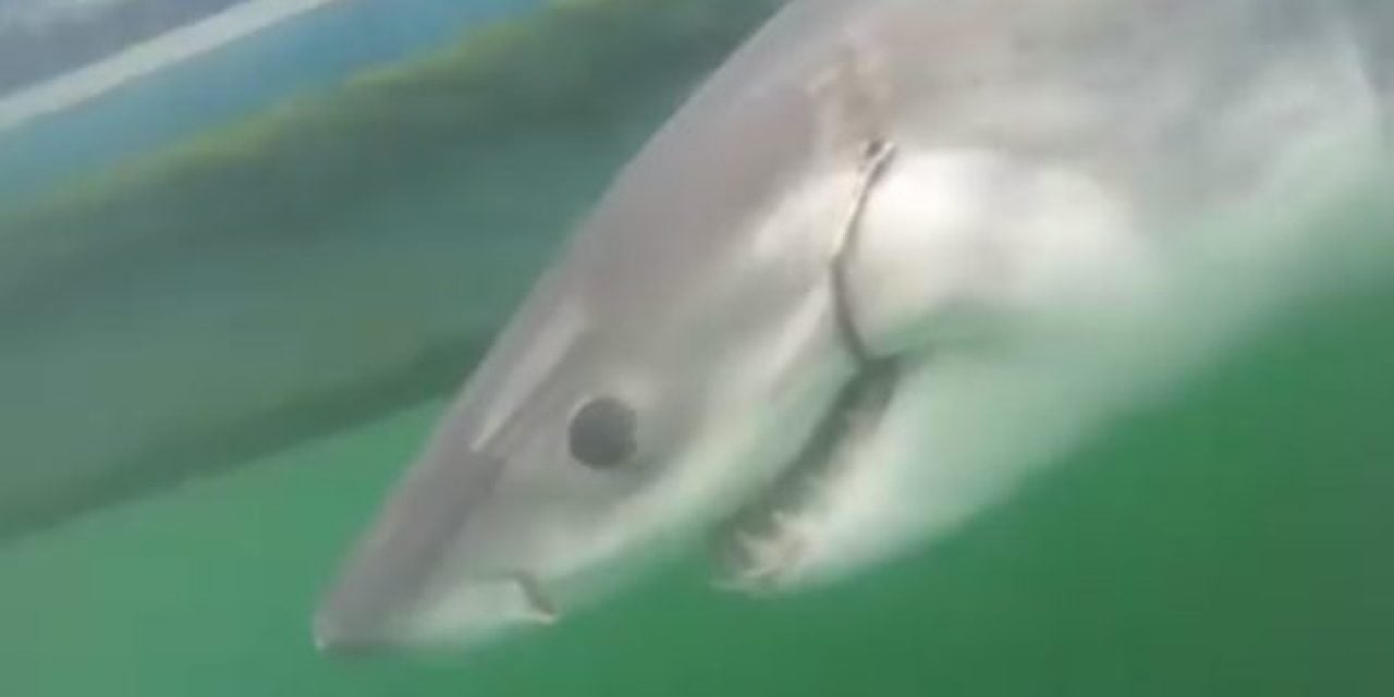 10-Foot White Shark Named Amy Tagged off Hilton Head Coast