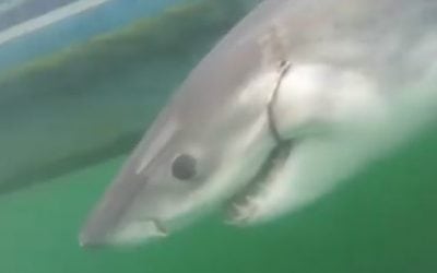 10-Foot White Shark Named Amy Tagged off Hilton Head Coast