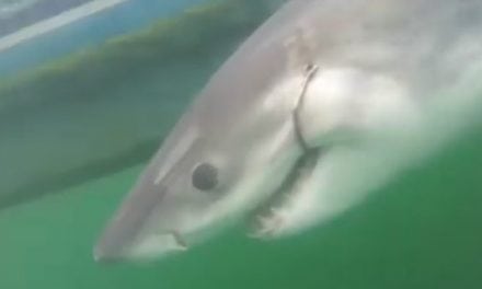 10-Foot White Shark Named Amy Tagged off Hilton Head Coast