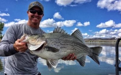17-Pound Wipers Electroshocked in Nevada