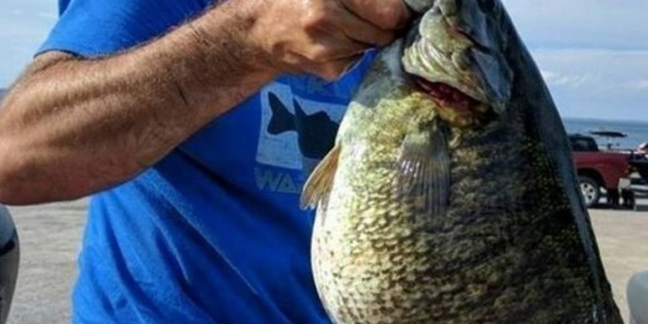 8-pound, 4-ounce Smallmouth ties NY record!