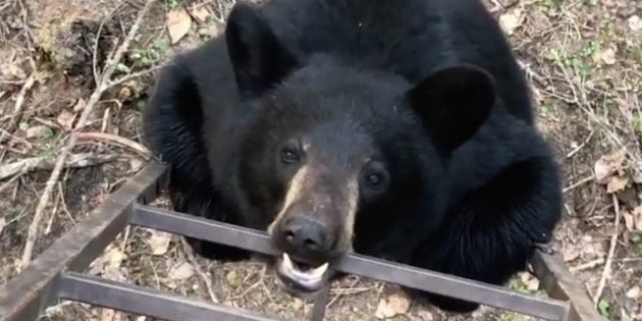 Bear Gnaws on Treestand Ladder