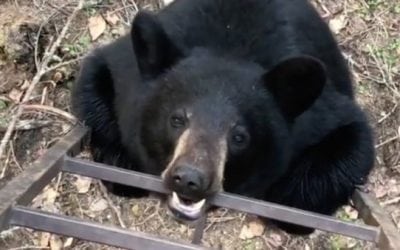 Bear Gnaws on Treestand Ladder