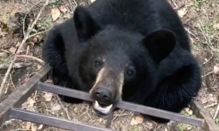 Bear Gnaws on Treestand Ladder