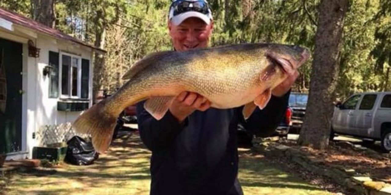 Big Walleye Could Be New Record for New York