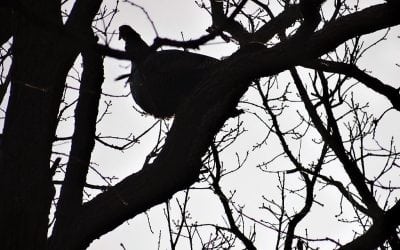 Celebrating Bird Month With Turkey Talk