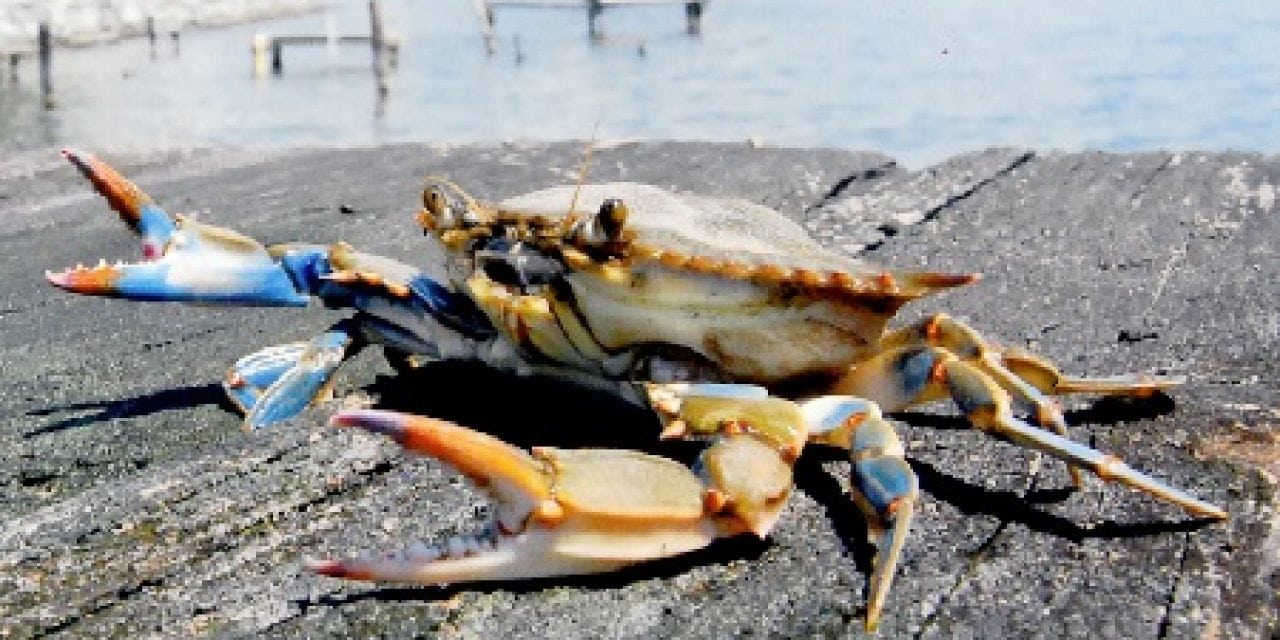 Chesapeake Bay Blue Crab Population Healthy