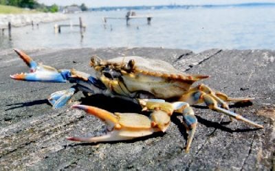 Chesapeake Bay Blue Crab Population Healthy