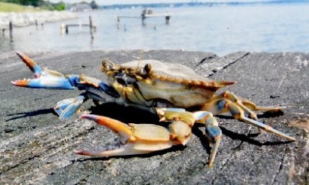 Chesapeake Bay Blue Crab Population Healthy