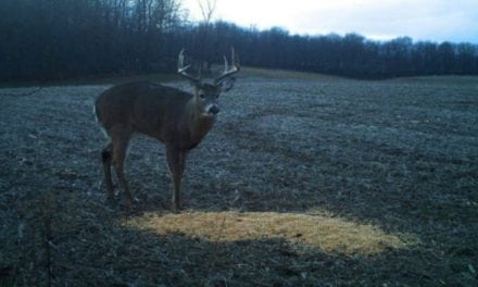 Could Illinois Soon Allow the Baiting of Deer Outside Deer Season?