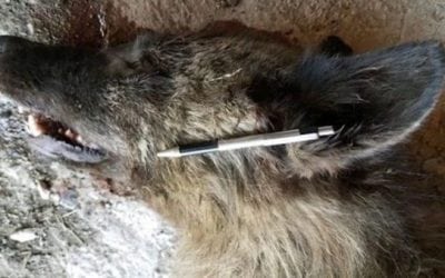 Dogman? Dire Wolf? What is This Mysterious Creature Shot in Montana?