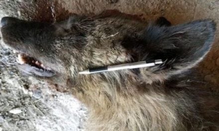 Dogman? Dire Wolf? What is This Mysterious Creature Shot in Montana?