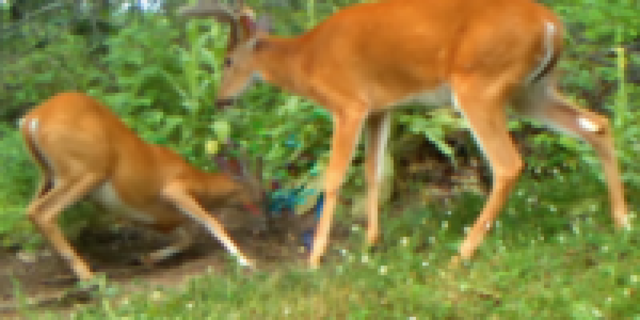 Dominant Buck Behavior Starts Early