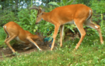 Dominant Buck Behavior Starts Early