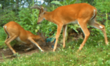 Dominant Buck Behavior Starts Early